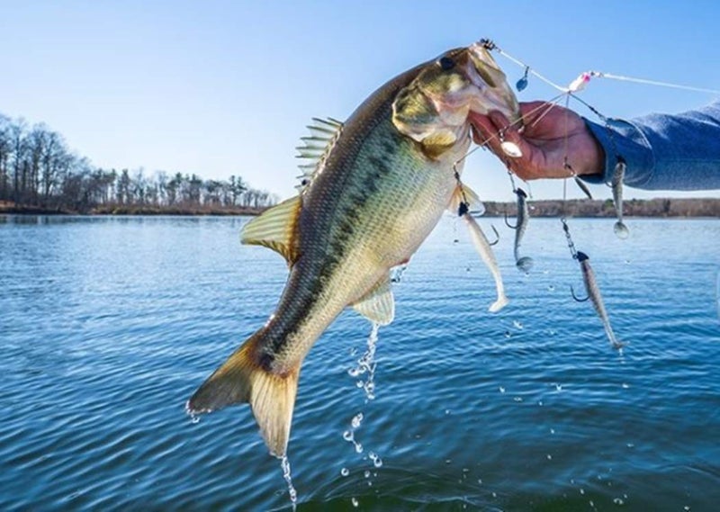 Yum Lures طُعوم يام لورز يامبريلا 7 إنش فوكسي ليدي متعددة الطُعوم 5 سلك ريج - Image 2